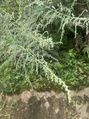 Artemisia dubia
