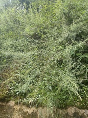 Artemisia dubia
