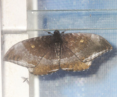 Cyclidia orciferaria