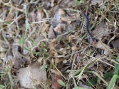 Scolopendridae