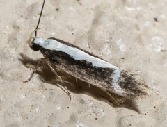 Chionodes sistrella