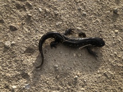 Ambystoma tigrinum