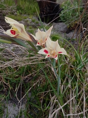 Gladiolus angustus