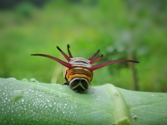 Euploea core