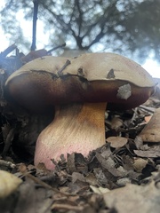 Rubroboletus eastwoodiae