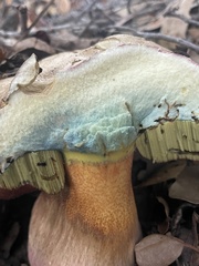 Rubroboletus eastwoodiae