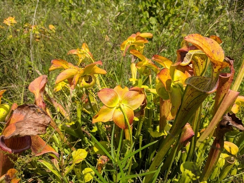 Image of Sarracenia oreophila by (c) Alaina Krakowiak, some rights reserved (CC BY)