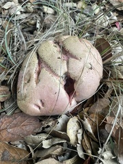 Rubroboletus eastwoodiae