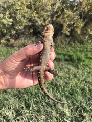 Ambystoma tigrinum
