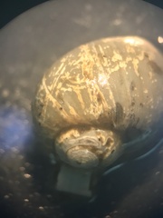 Falsilunatia patagonica