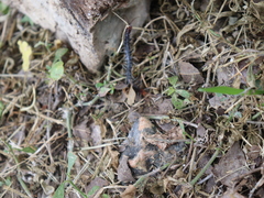 Scolopendridae