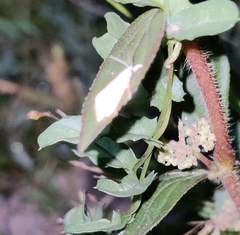 Scirpophaga incertulas