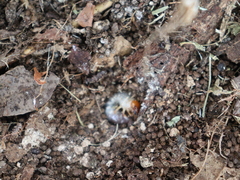 Melolonthinae