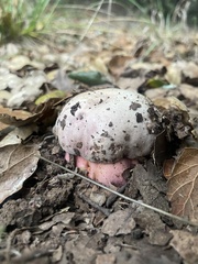 Rubroboletus eastwoodiae