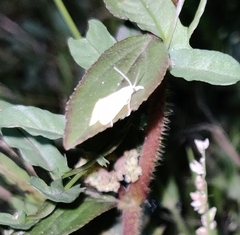 Scirpophaga incertulas