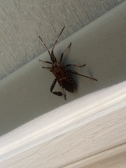 Leptoglossus corculus