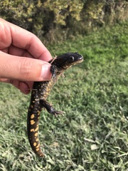 Ambystoma tigrinum