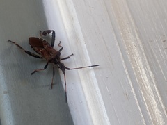 Leptoglossus corculus