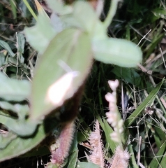 Scirpophaga incertulas
