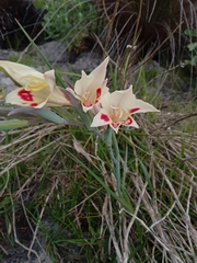 Gladiolus angustus