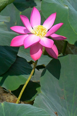 Nelumbo nucifera