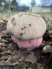 Rubroboletus eastwoodiae