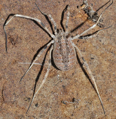 Odiellus