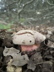 Rubroboletus eastwoodiae