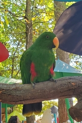 Eclectus roratus