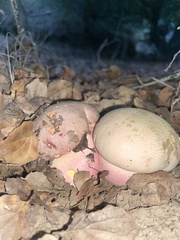 Rubroboletus eastwoodiae