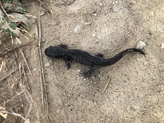 Ambystoma tigrinum