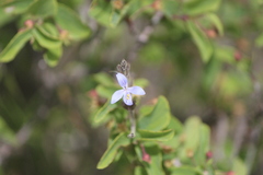 Carlowrightia parviflora