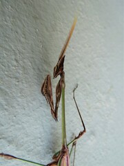 Hemiempusa capensis