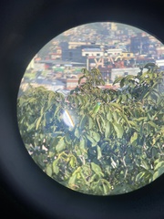 Psilopogon asiaticus