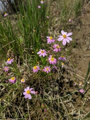 Coreopsis rosea