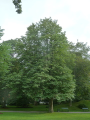 Aesculus hippocastanum