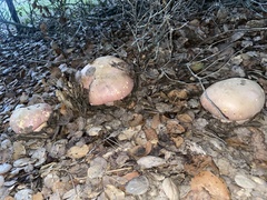 Rubroboletus eastwoodiae