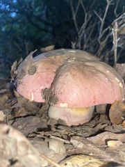 Rubroboletus eastwoodiae