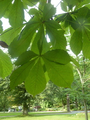Aesculus hippocastanum