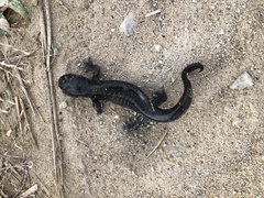 Ambystoma tigrinum