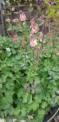 Aquilegia vulgaris