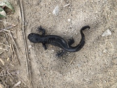 Ambystoma tigrinum