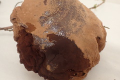 Ganoderma oregonense