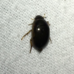 Tropisternus collaris