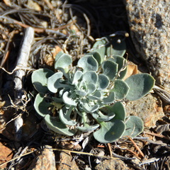 Physaria chambersii