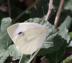 Pieris mannii