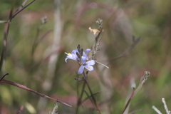 Carlowrightia parviflora