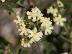 Acacia littorea