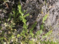 Acacia littorea
