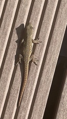 Lygodactylus capensis